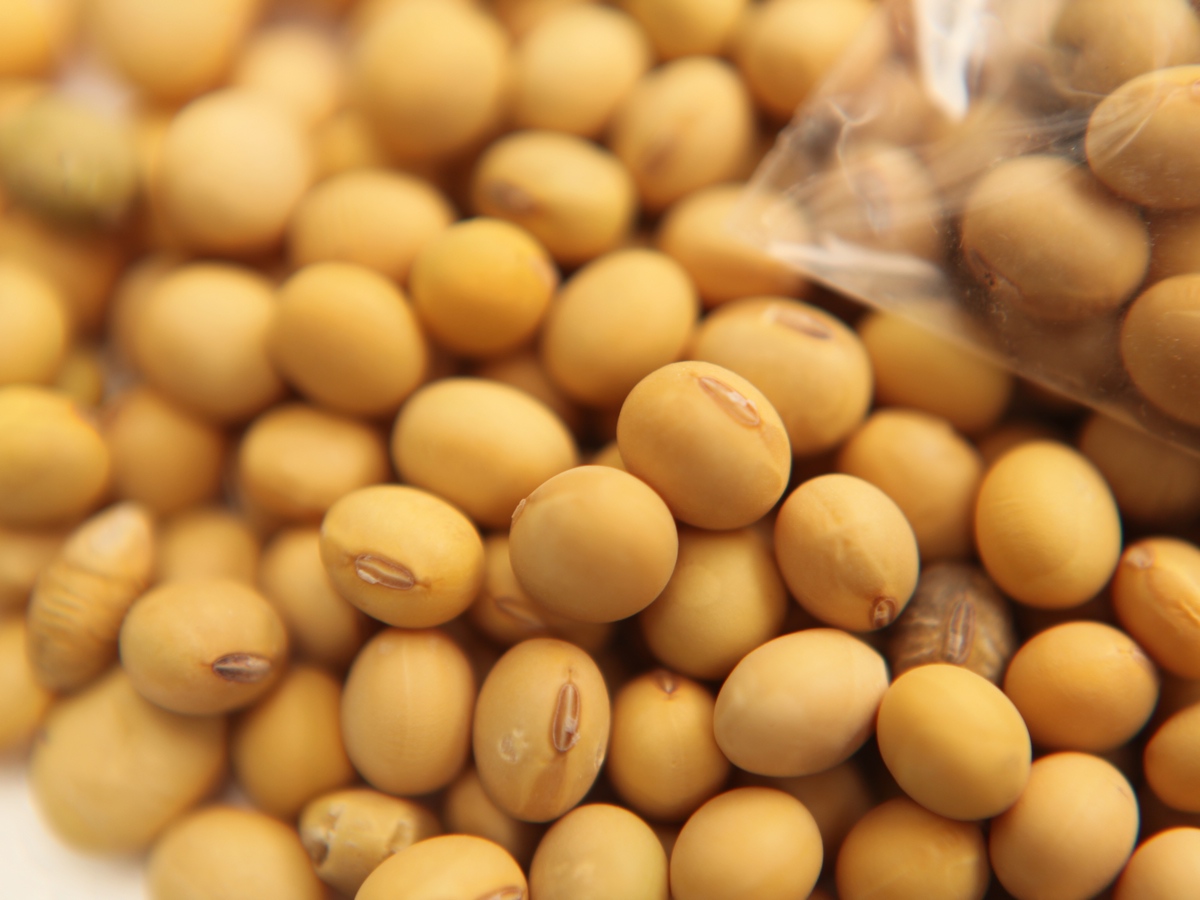 美豆连续反弹与商品普涨形成共振，豆粕现货上涨10-30元/吨