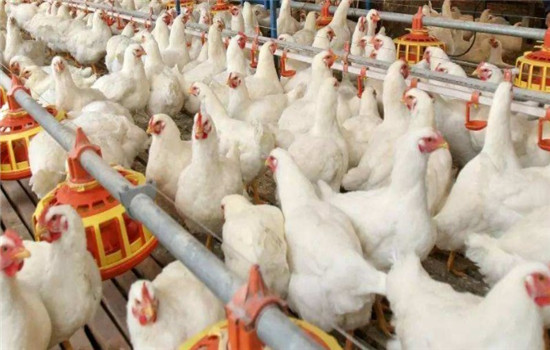 肉鸡产能持续增加，下半年行情又