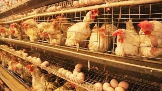淘鸡价格大涨，会影响六月的蛋价吗？