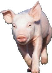 9月16日猪价 | 规模场放量上市，下跌区域增多！