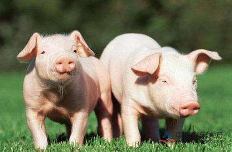 头均成本一年波动近3200元，牧原的猪圈到底花了多少钱？