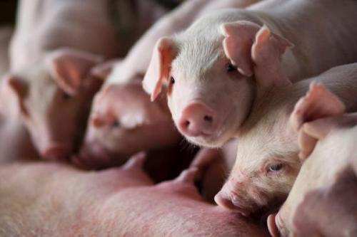 9月全国浓缩料产量何以上涨近20%，11月份生猪会进入旺季吗？