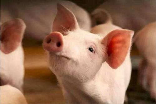 大猪价格表现坚挺，标肥猪价差开始倒挂丨农业农村部：生猪市场供应有保障