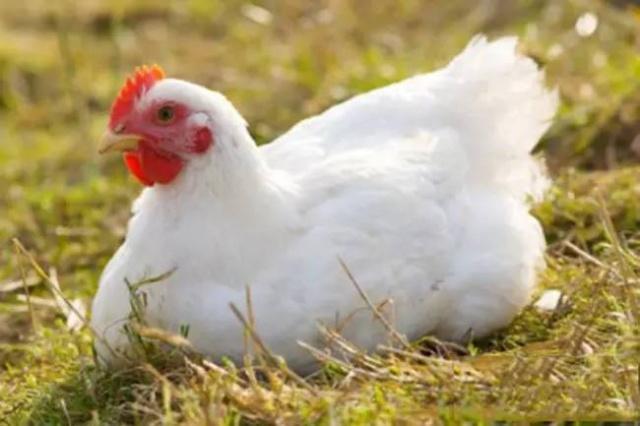 欧洲37国受高致病禽流感影响！对我国肉鸡影响几何？