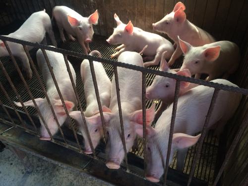 牧原上调今年生猪预计出栏量至6200万头 春节将至 需求、价格有望持续好转