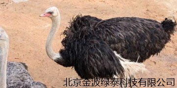 鸵鸟解决掉毛问题 浙江台州市野生动物园