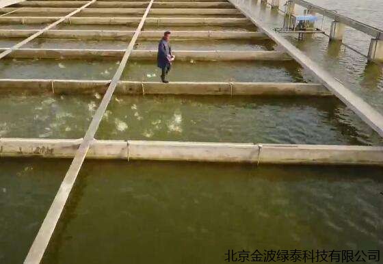 35平方水泥池养出6000条鱼？如何高密度养鱼。