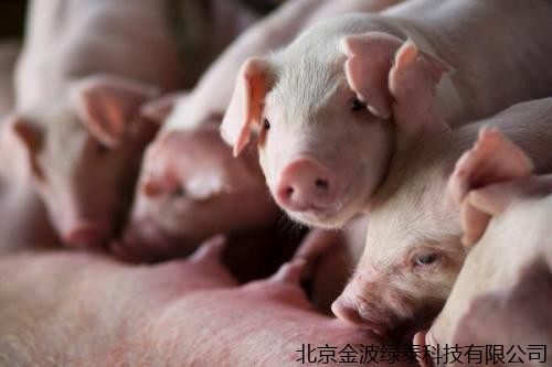 猪要怎么养 怎么喂它才会长得比较快，看这里!