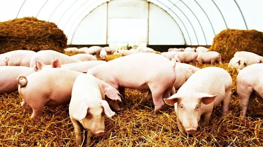 2020年5月饲料生产情况：猪料连增3个月后开始下降，肉禽料环比同比均增长