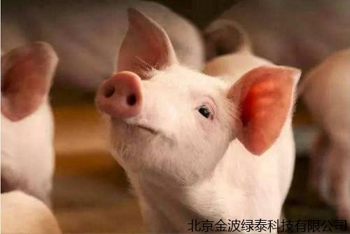 猪市点评：猪价再次飞涨，投放一万吨也控制不住，究竟是什么原因？