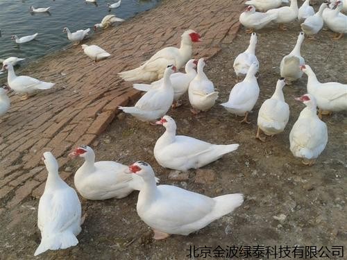 中国130家主要种禽公司名单