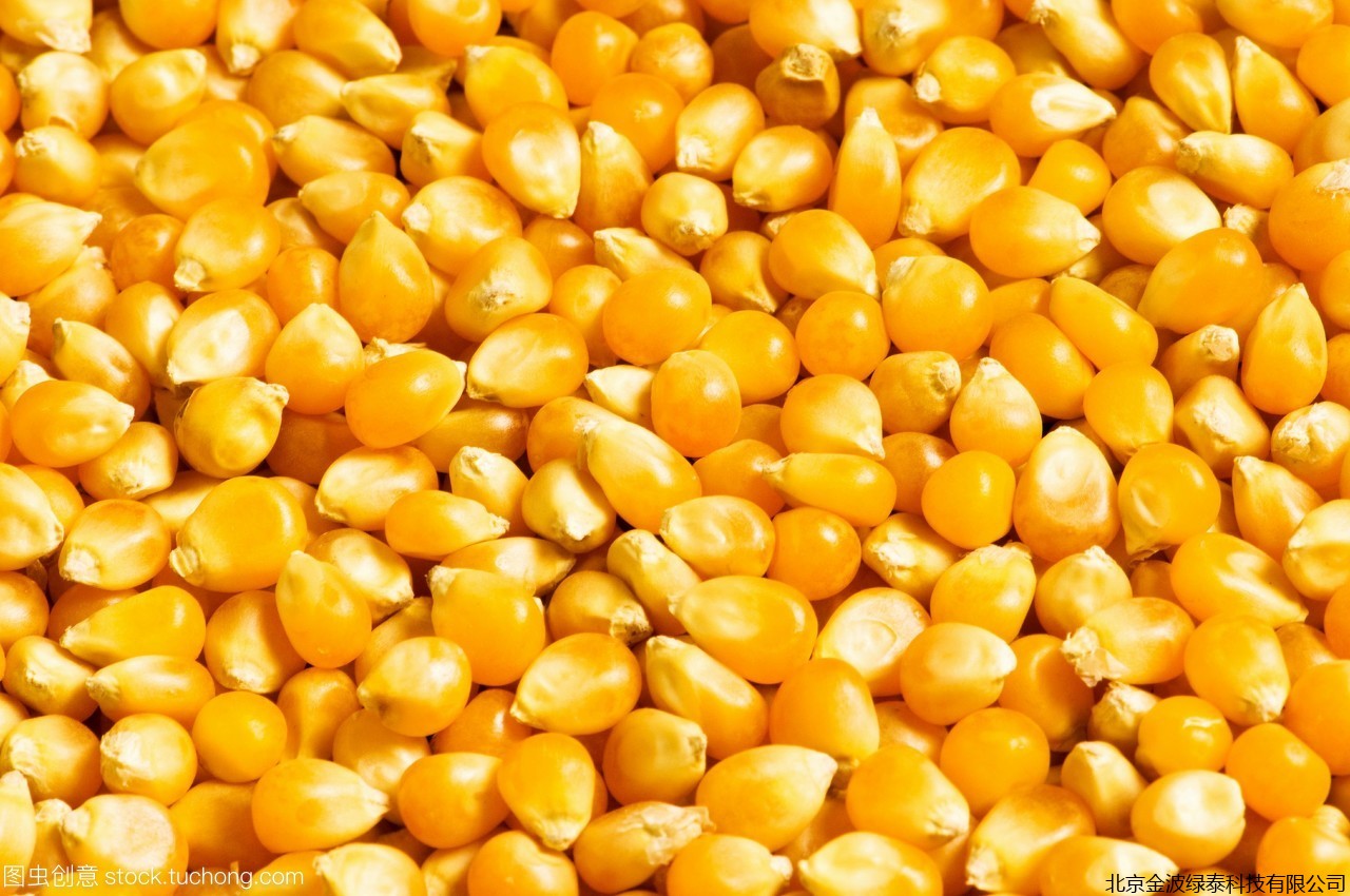 玉米价格继续上涨，深加工企业和饲料企业纷纷拉开涨价大幕
