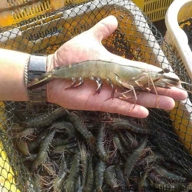 南美白对虾养殖常见问题及解决方案