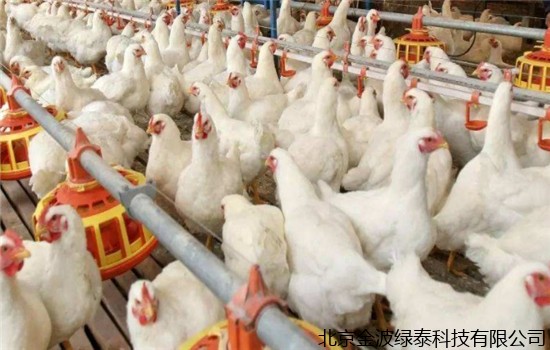 肉鸡一夜入冬，价格近腰斩，养殖企业减产求变