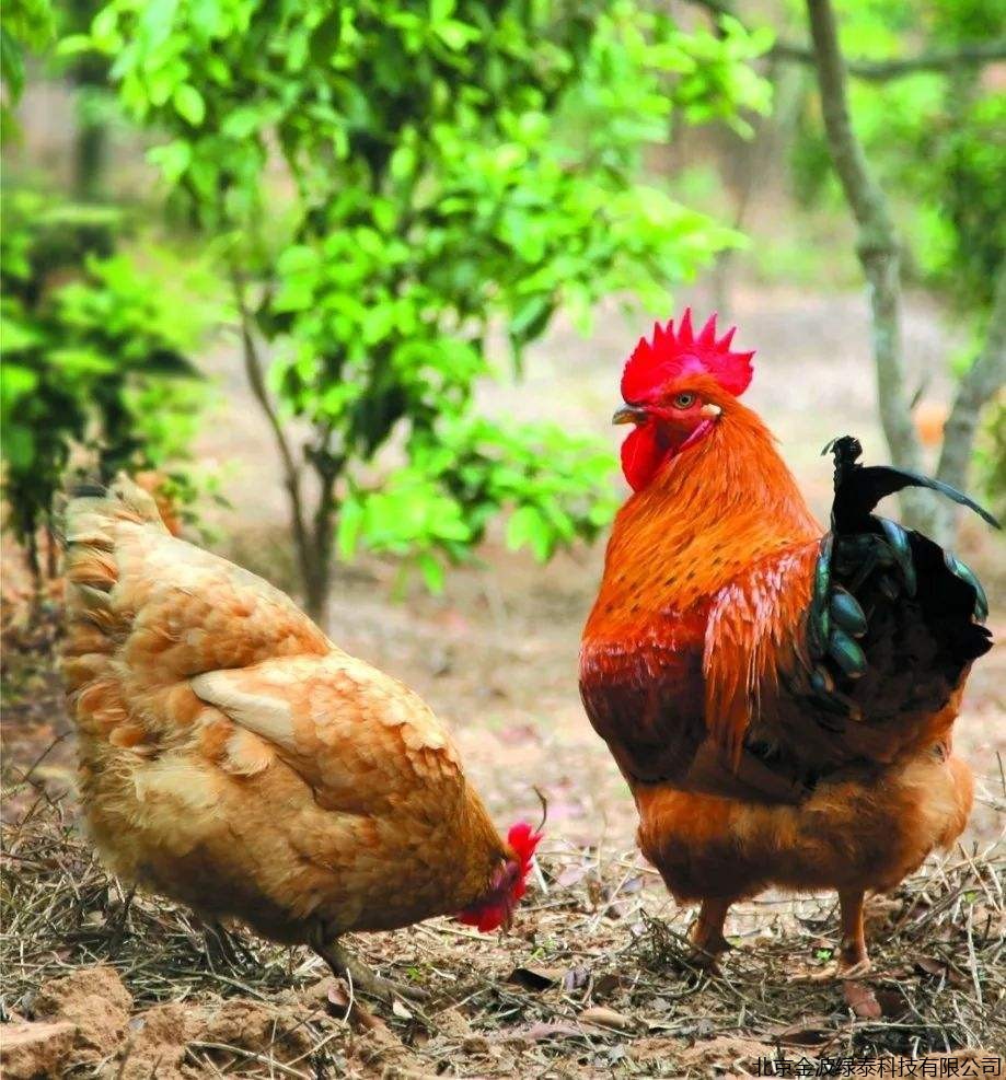 取消活禽交易，哪类肉鸡最受影响？