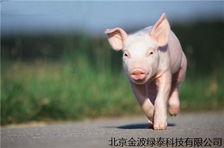 2020年养猪盈利为2313.07元/头，6月底生猪存栏已恢复至5成?