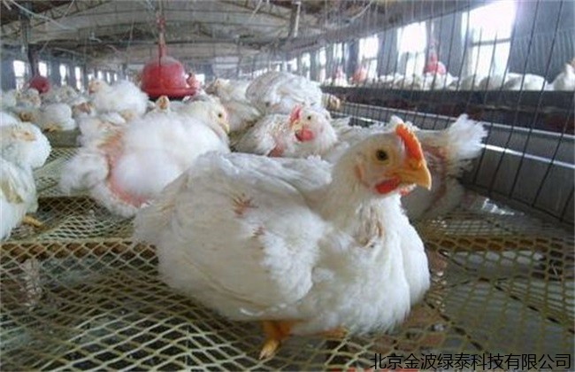 低蛋白日粮在家禽养殖中的现状