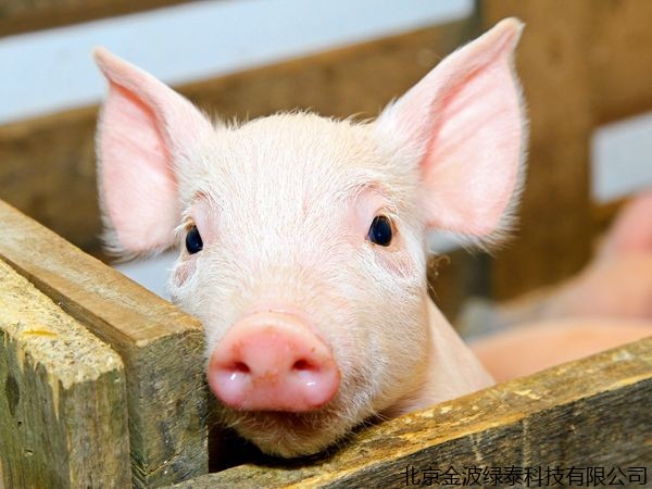 猪周期还有2~3年？可中小型养殖企业的困境何其难！