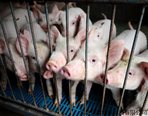 全球养猪业陷重大危机。中国上半年仅出栏2.5亿头猪！两大国际组织紧急呼吁：提高非瘟防控能力！